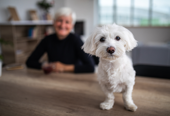woman with one of the best companion pets for seniors, a small dog